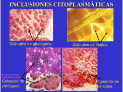 (Enzimas inactivas en páncreas y saliva)