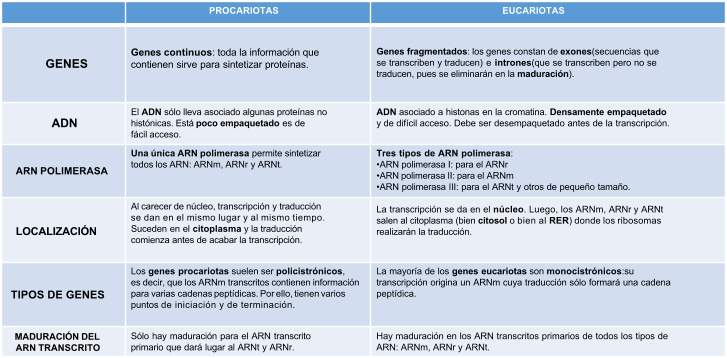 PROCARIOTAS GENES Genes continuos: toda la información que  contienen sirve para sintetizar proteínas. Genes fragmentados: los genes constan de exones(secuencias que  se transcriben y traducen) e intrones(que se transcriben pero no se  traducen, pues se eliminarán en la maduración). ADN El ADN sólo lleva asociado algunas proteínas no  histónicas. Está poco empaquetado es de  fácil acceso. ADN asociado a histonas en la cromatina. Densamente empaquetado y de difícil acceso. Debe ser desempaquetado antes de la transcripción. ARN POLIMERASA Una única ARN polimerasa permite sintetizar todos los ARN: ARNm, ARNr y ARNt. Tres tipos de ARN polimerasa: •ARN polimerasa I: para el ARNr •ARN polimerasa II: para el ARNm •ARN polimerasa III: para el ARNt y otros de pequeño tamaño. LOCALIZACIÓN Al carecer de núcleo, transcripción y traducción  se dan en el mismo lugar y al mismo tiempo.  Suceden en el citoplasma y la traducción  comienza antes de acabar la transcripción. La transcripción se da en el núcleo. Luego, los ARNm, ARNr y ARNt  salen al citoplasma (bien citosol o bien al RER) donde los ribosomas  realizarán la traducción. TIPOS DE GENES Los genes procariotas suelen ser policistrónicos, es decir, que los ARNm transcritos contienen información para varias cadenas peptídicas. Por ello, tienen varios puntos de iniciación y de terminación. La mayoría de los genes eucariotas son monocistrónicos:su  transcripción origina un ARNm cuya traducción sólo formará una cadena  peptídica. MADURACIÓN DEL  ARN TRANSCRITO Sólo hay maduración para el ARN transcrito  primario que dará lugar al ARNt y ARNr. Hay maduración en los ARN transcritos primarios de todos los tipos de  ARN: ARNm, ARNr y ARNt. EUCARIOTAS